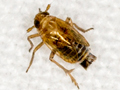 Javesella 